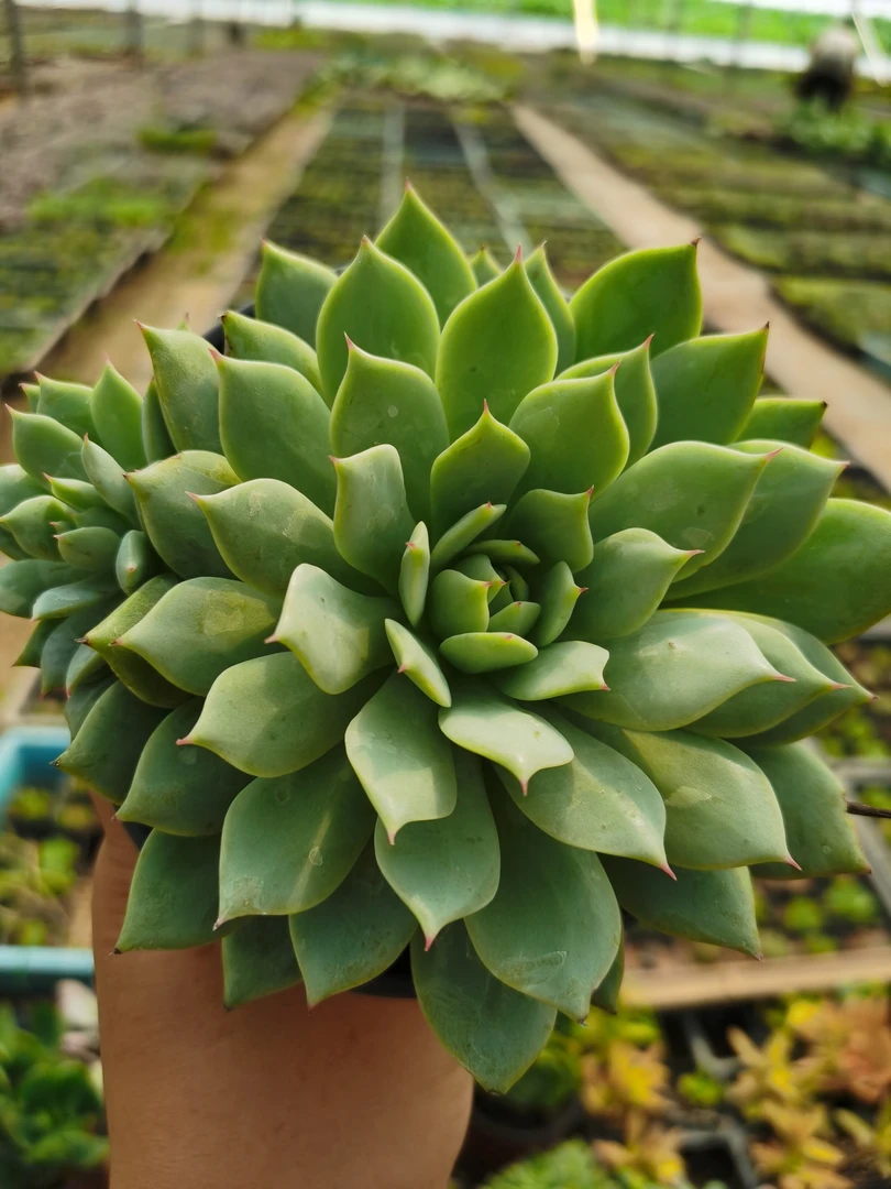 丹丹花卉直播间套餐鸡蛋碧桃