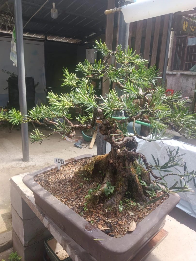 盆景配方专用营养液