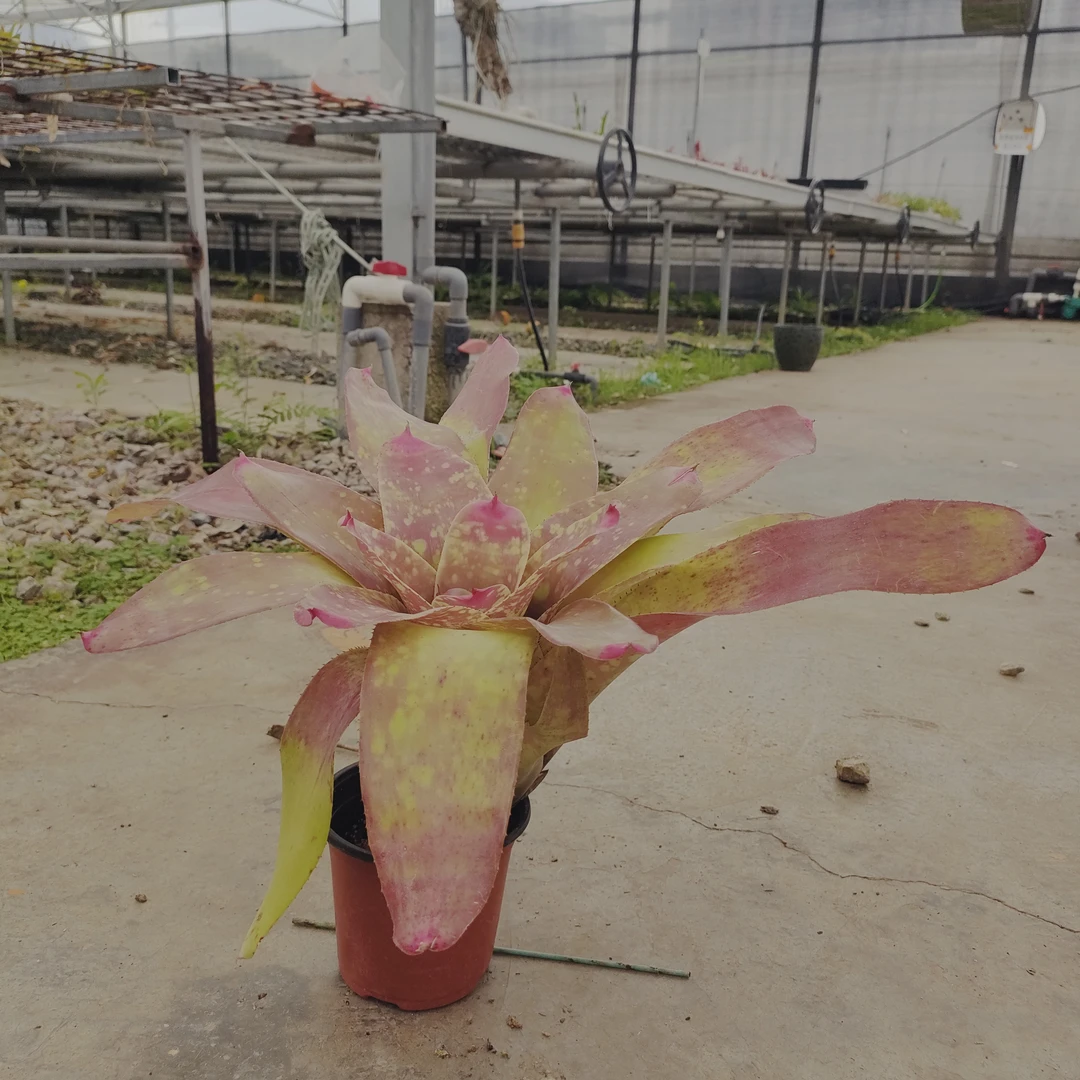 积水凤梨整盆出售