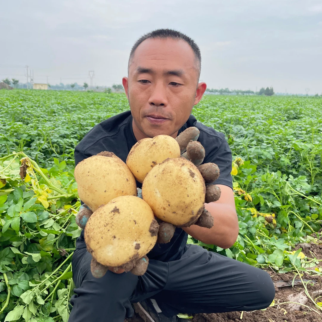 苹小二黄皮土豆新鲜5斤2025现挖炒菜炖汤必备包邮新鲜马铃薯