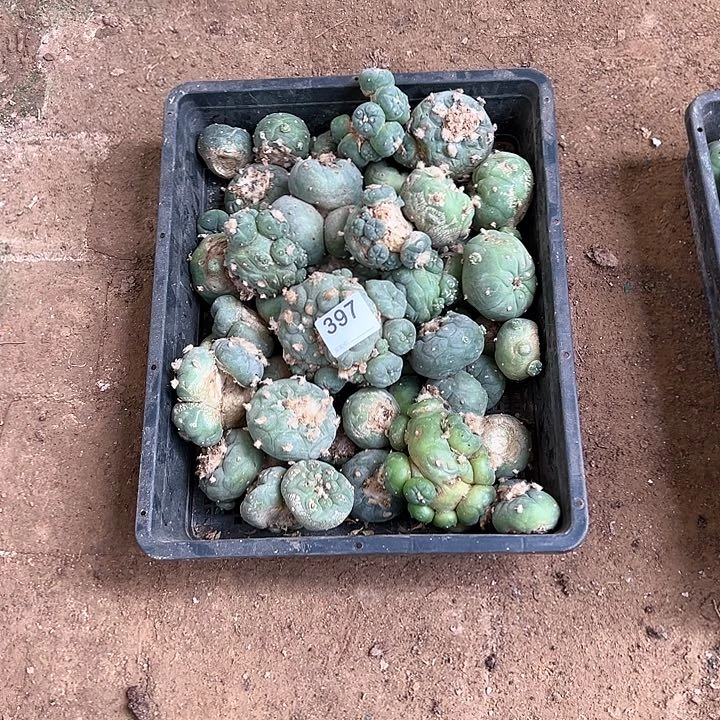 用****3一筐海鲜仙人球397号