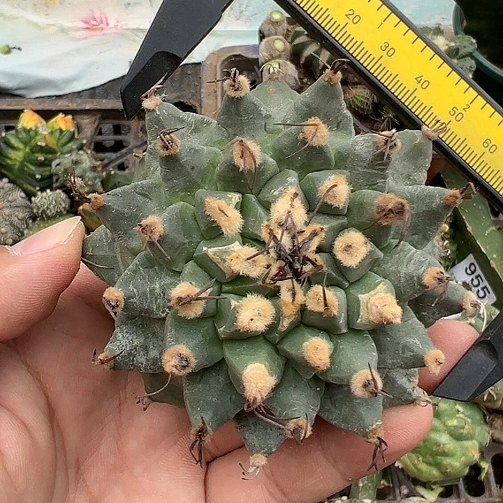 无根赤花娇丽1126号