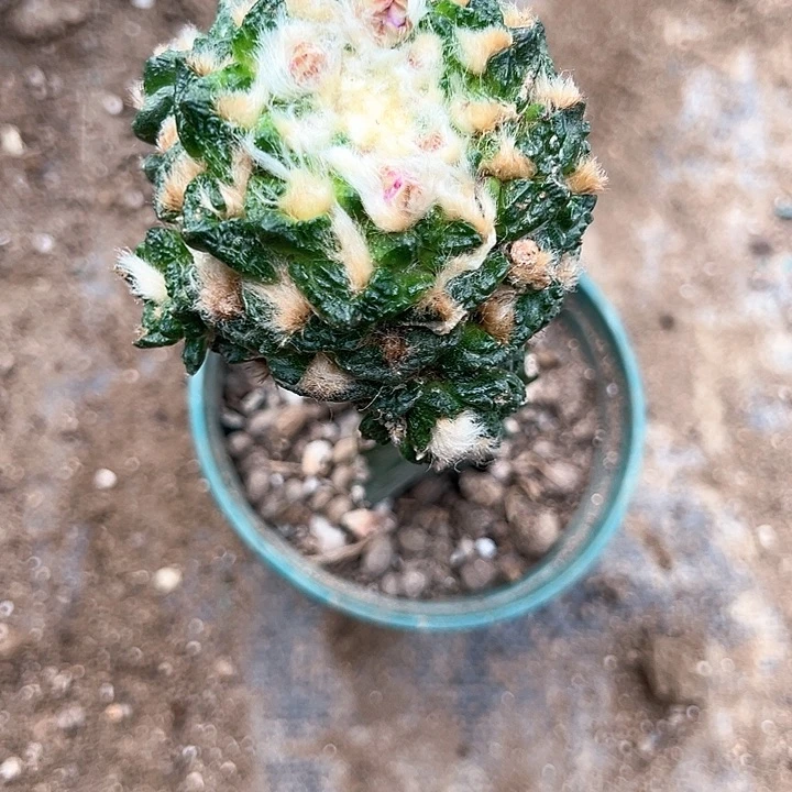 9.1群木丹仙人球193号