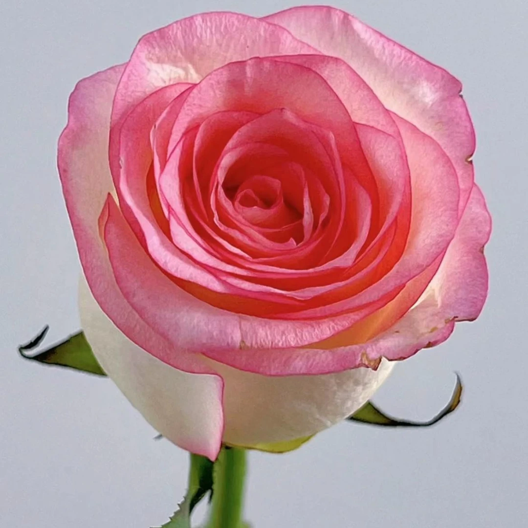 （艾莎）玫瑰，水生鲜切花东北地产鲜花 产地直发全国顺丰包邮