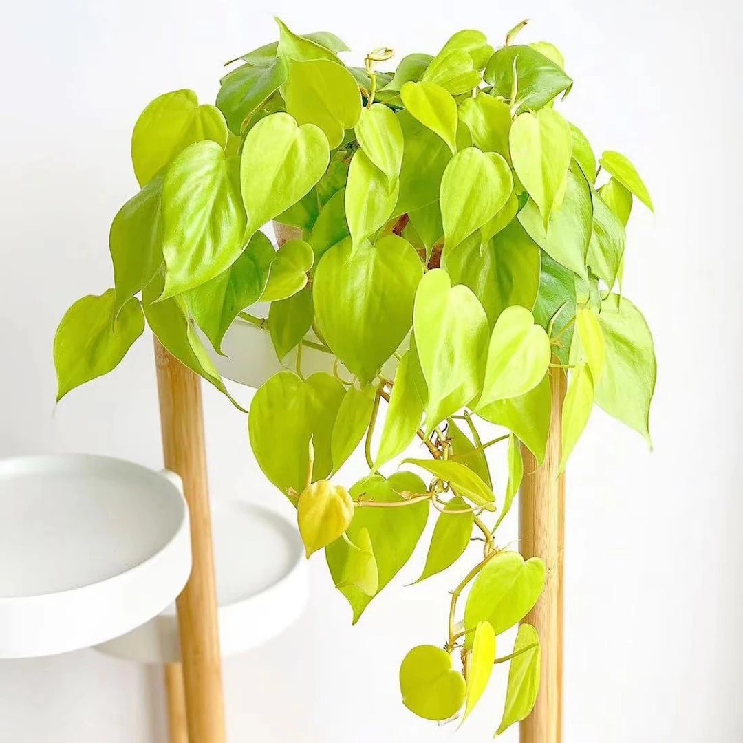 柠檬汁蔓绿绒ins风网红绿植盆栽 垂吊观叶植物 室内阳台