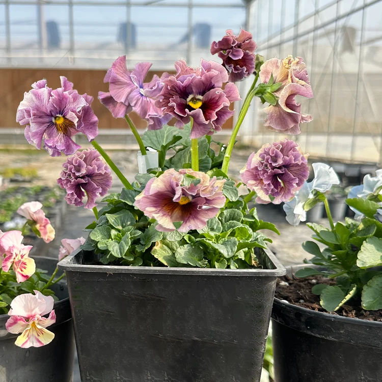 角堇礼服 日系皱边品种 开花带花苞 阳台庭院耐寒冬季开花