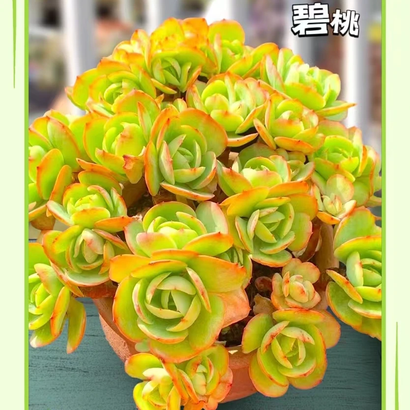 1号（一物一拍）综合链接 多肉植物