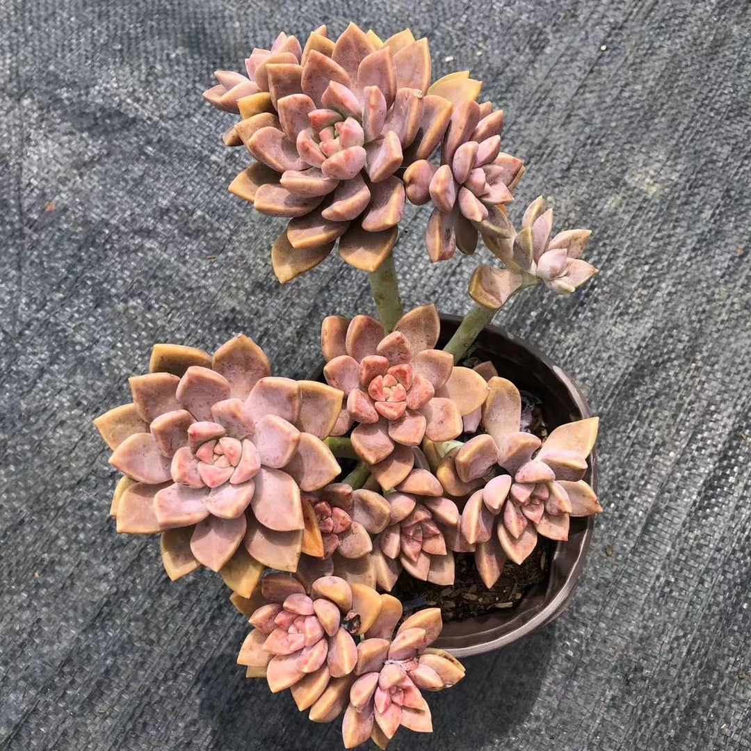 妖桩阿伦培(2单包邮)多肉植物夏天喜欢种植散光