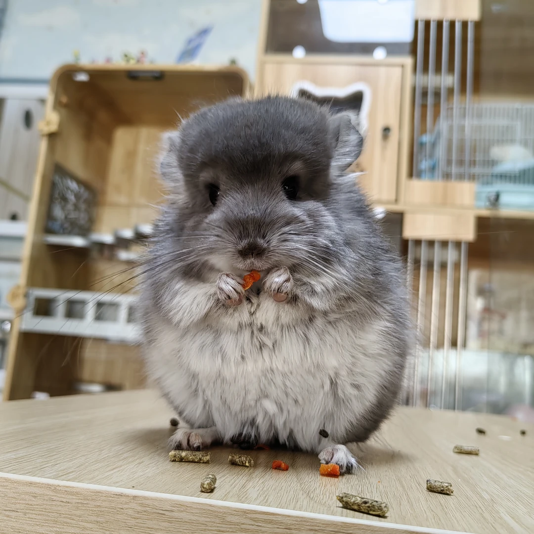 宠物龙猫拍下联系店主改价