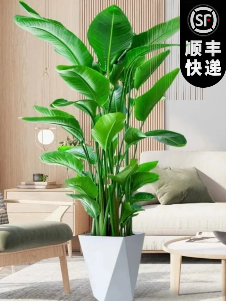 【一物一拍】天堂鸟1.3-1.4米室内客厅大型网红绿植盆栽鹤望兰美观
