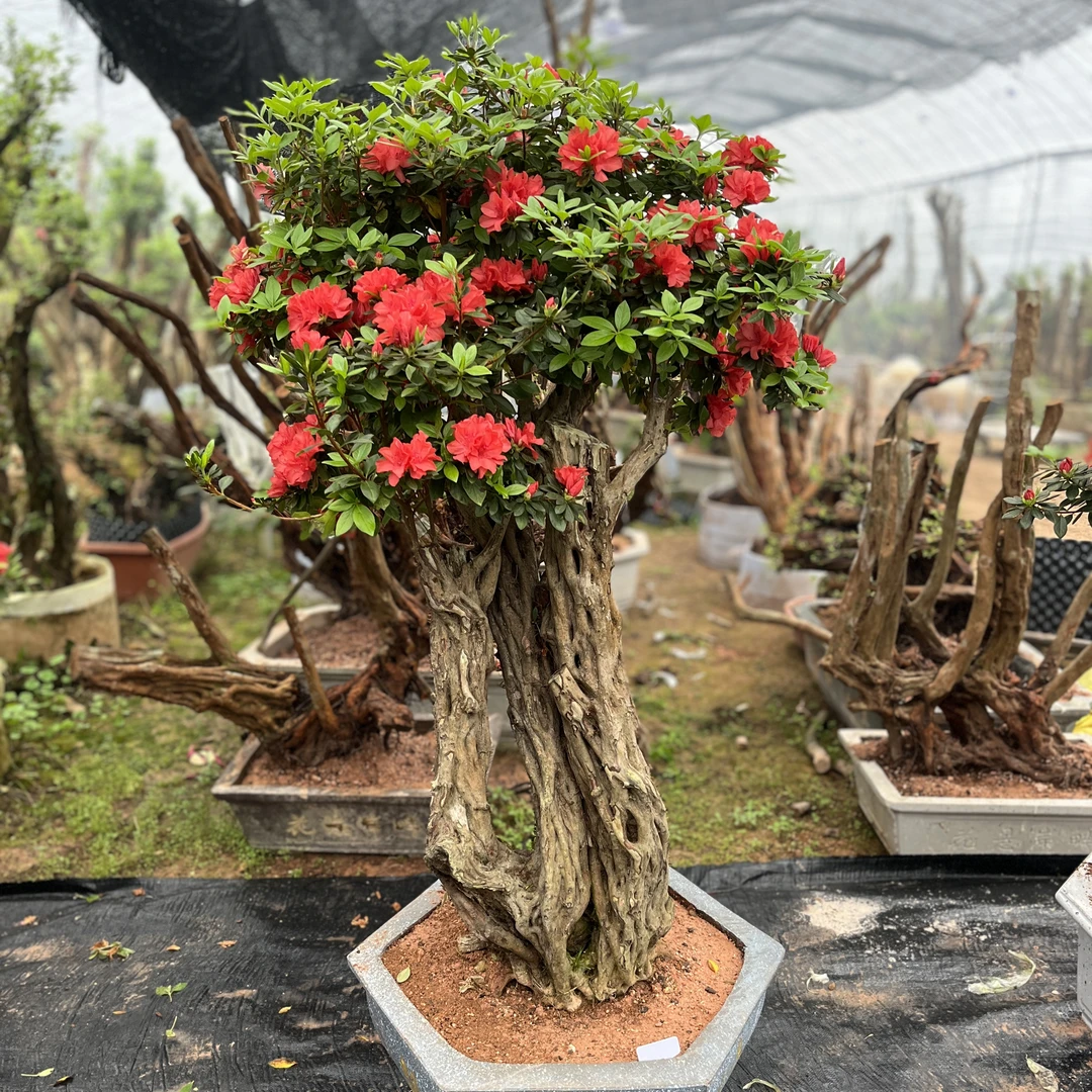 杜鹃花    大小盆景都有