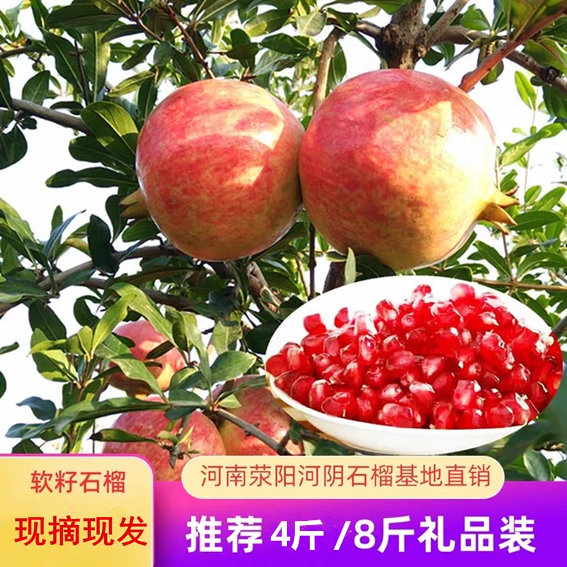 荥阳河阴突尼斯软籽大甜石榴新鲜时令水果产地直发爆甜多汁原生态