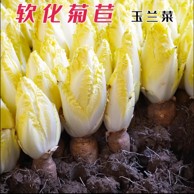 金玉兰菜种软化菊苣种子种籽苗苦苣苗根 菜苗四季菜根蔬菜夏季耐