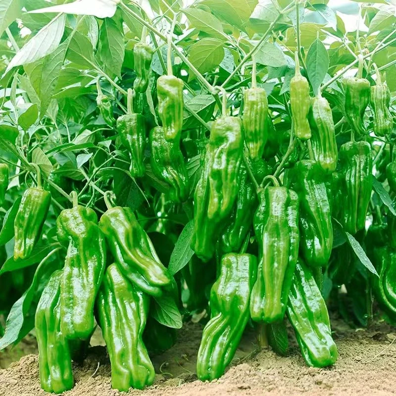 薄皮椒夏季耐热种子虎皮皱皮泡椒芜湖椒苏椒辣椒种籽高产微辣蔬菜