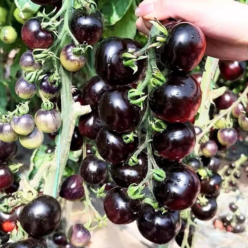 【新疆包邮】黑珍珠番茄种子瀑布小番茄圣女果四季阳台盆栽水果孑
