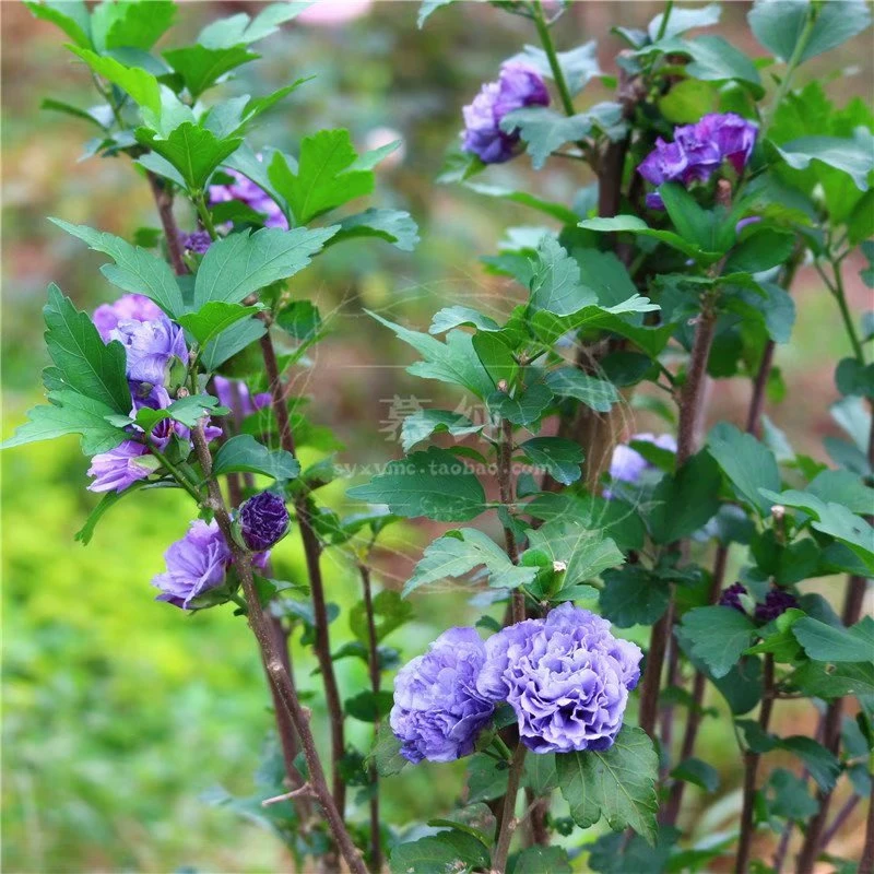 蓝莓冰沙木槿苗多年生长花期