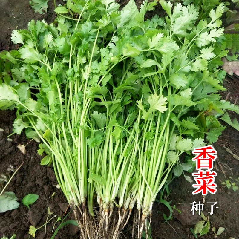 速生香菜种子四季阳台盆栽蔬菜种农家大叶芫荽香菜籽小叶香菜种籽