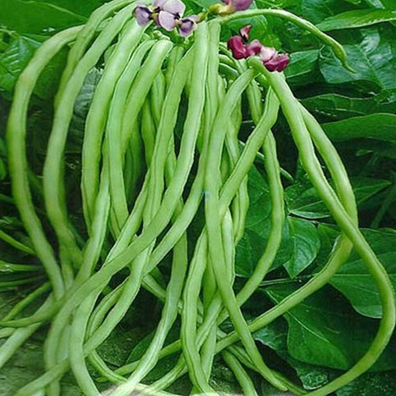 无架豇豆种子不搭架豆角夏季耐热种青绿白条江豆四川春夏秋季田园