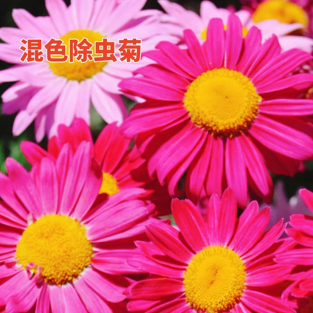 除虫驱蚊的驱蚊草除虫菊花夏季耐热种子种籽四季可栽培盆栽花卉