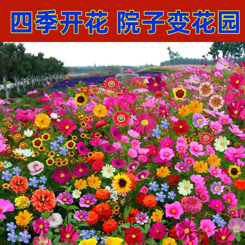 野花组合种子庭院阳台盆栽地栽简单四季易活夏季耐热花籽红色
