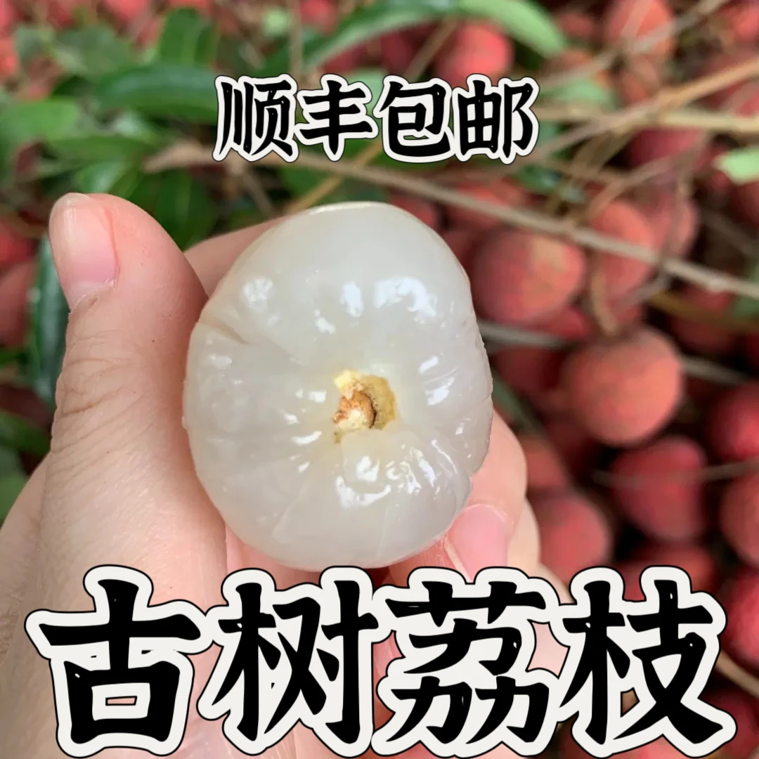 【现摘现发】古树荔枝广东新鲜现摘5/10斤应季鲜荔枝水果礼盒包邮