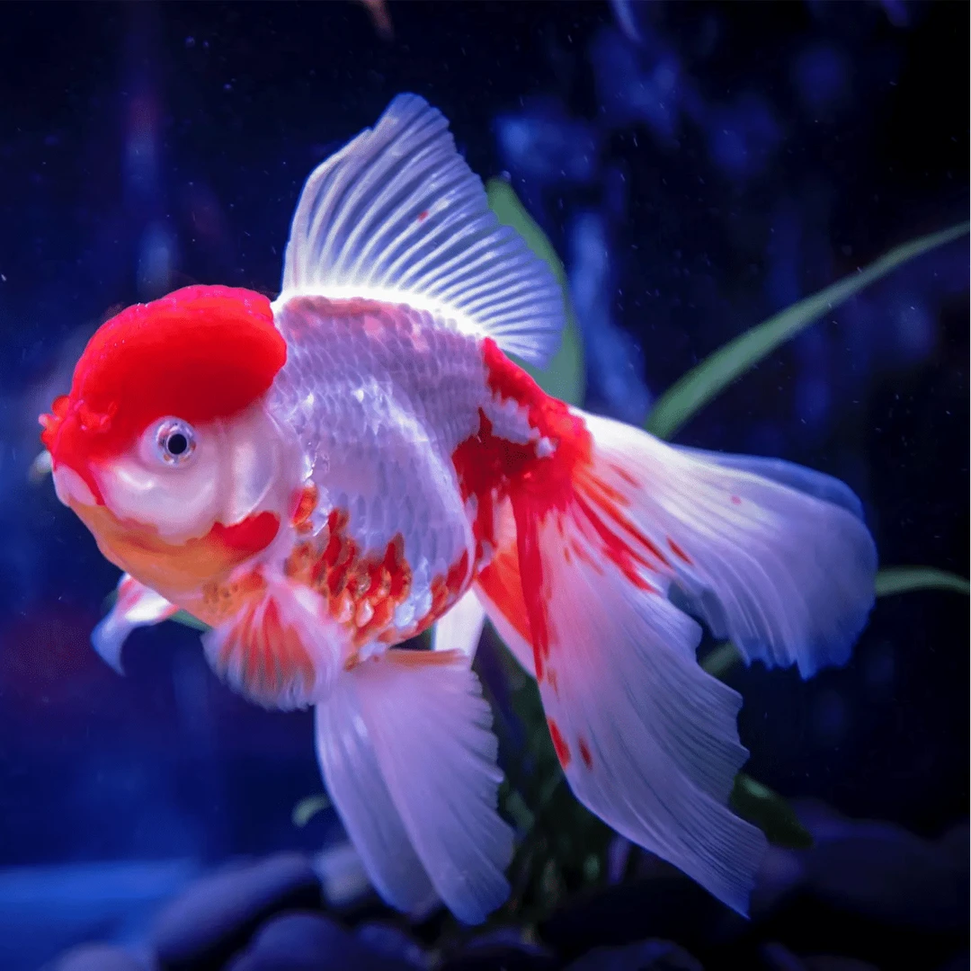 煜安观赏鱼，新号开播金鱼泰狮！金鱼泰狮！金鱼泰狮！