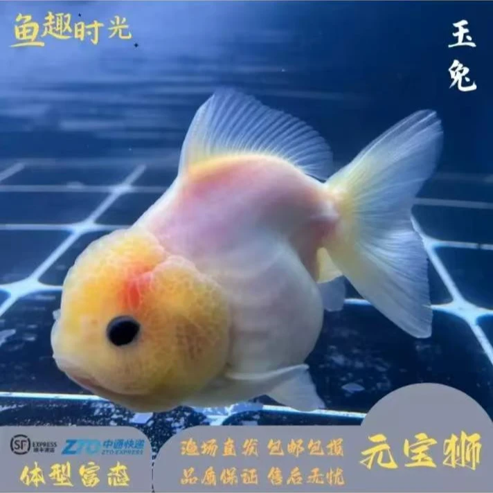 煜安观赏鱼，新号开播！！！