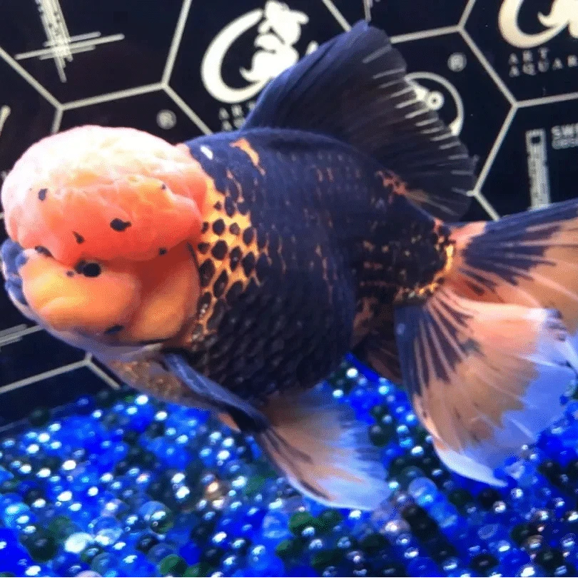 煜安观赏鱼，新号开播！！！