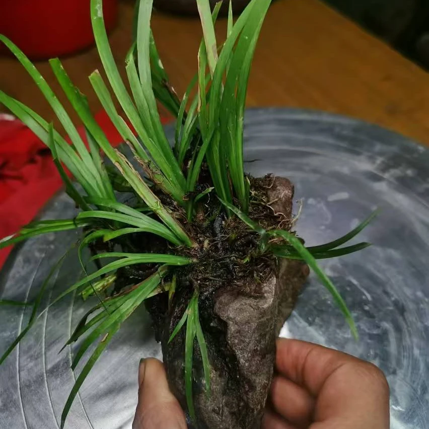 随机一盆原生附石菖蒲练手