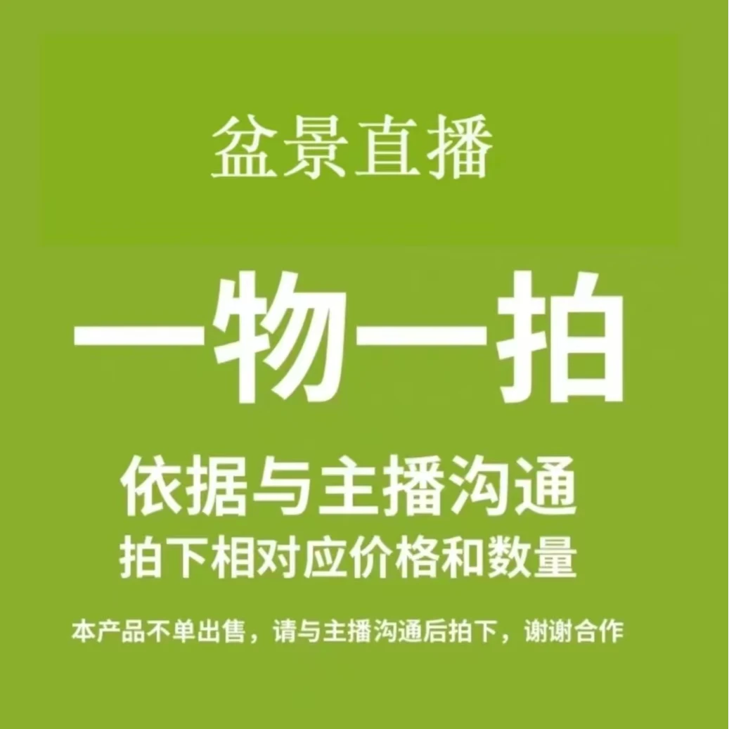 长寿冠绿宝石东洋锦垂丝冬红果海棠一物一拍