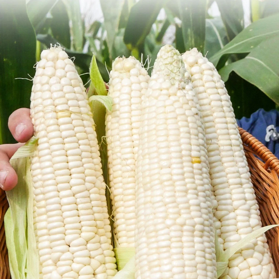 白甜糯水果玉米种子春季粮食种籽高产耐旱大全白糯水果玉米种孑