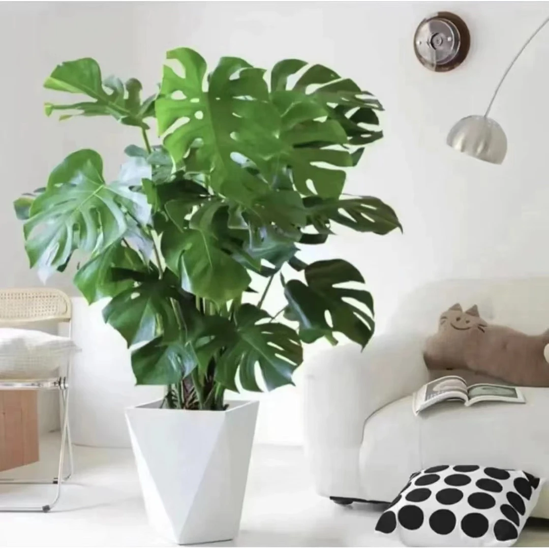 【新疆包邮】龟背竹盆栽植物室内招财客厅四季常青