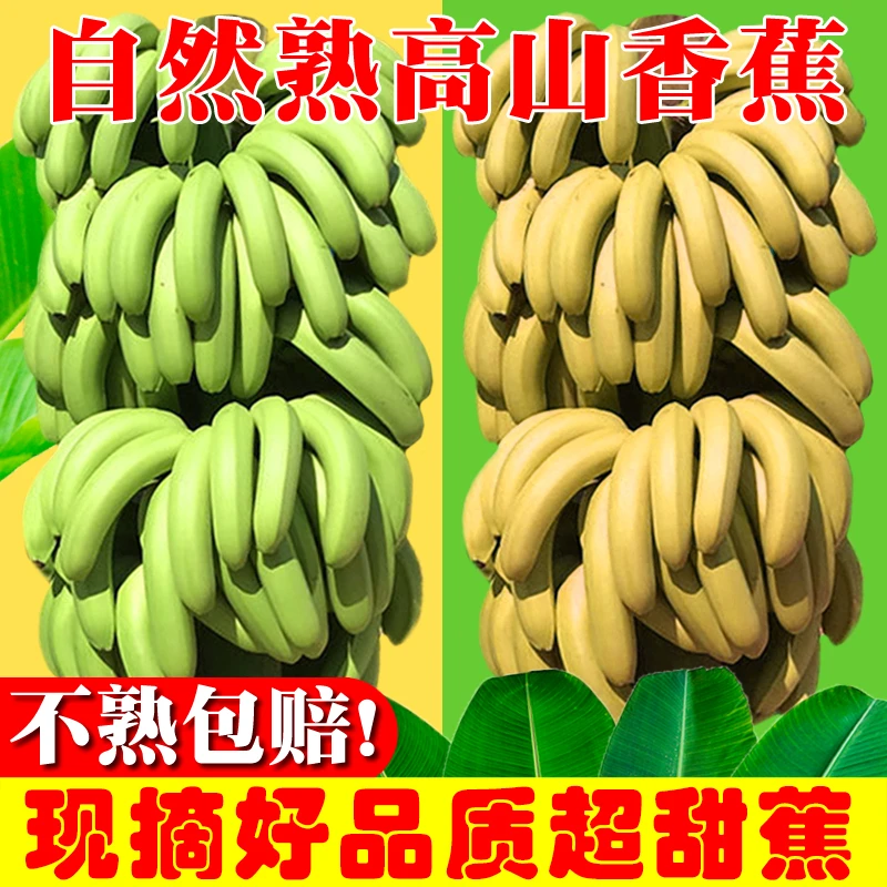 云南自然熟高山蕉 9成熟发货 软糯香甜自然成熟不催不泡 3-5斤装