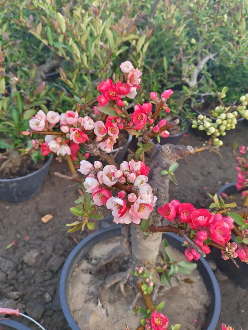 会变色的海棠  复色海棠