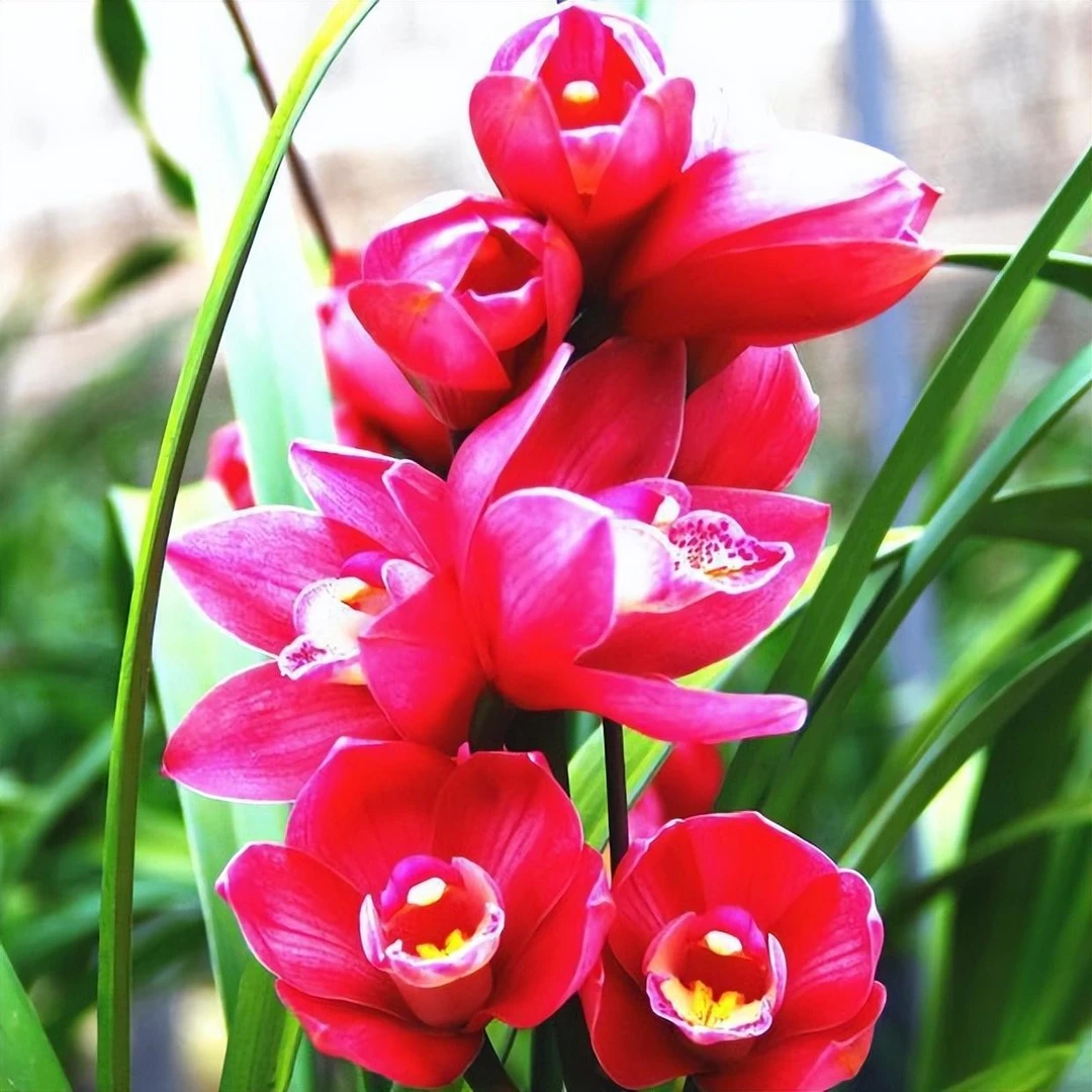 直播【红宝石】兰花 花香浓香型室内盆栽绿植 好养易活蕙兰大促销