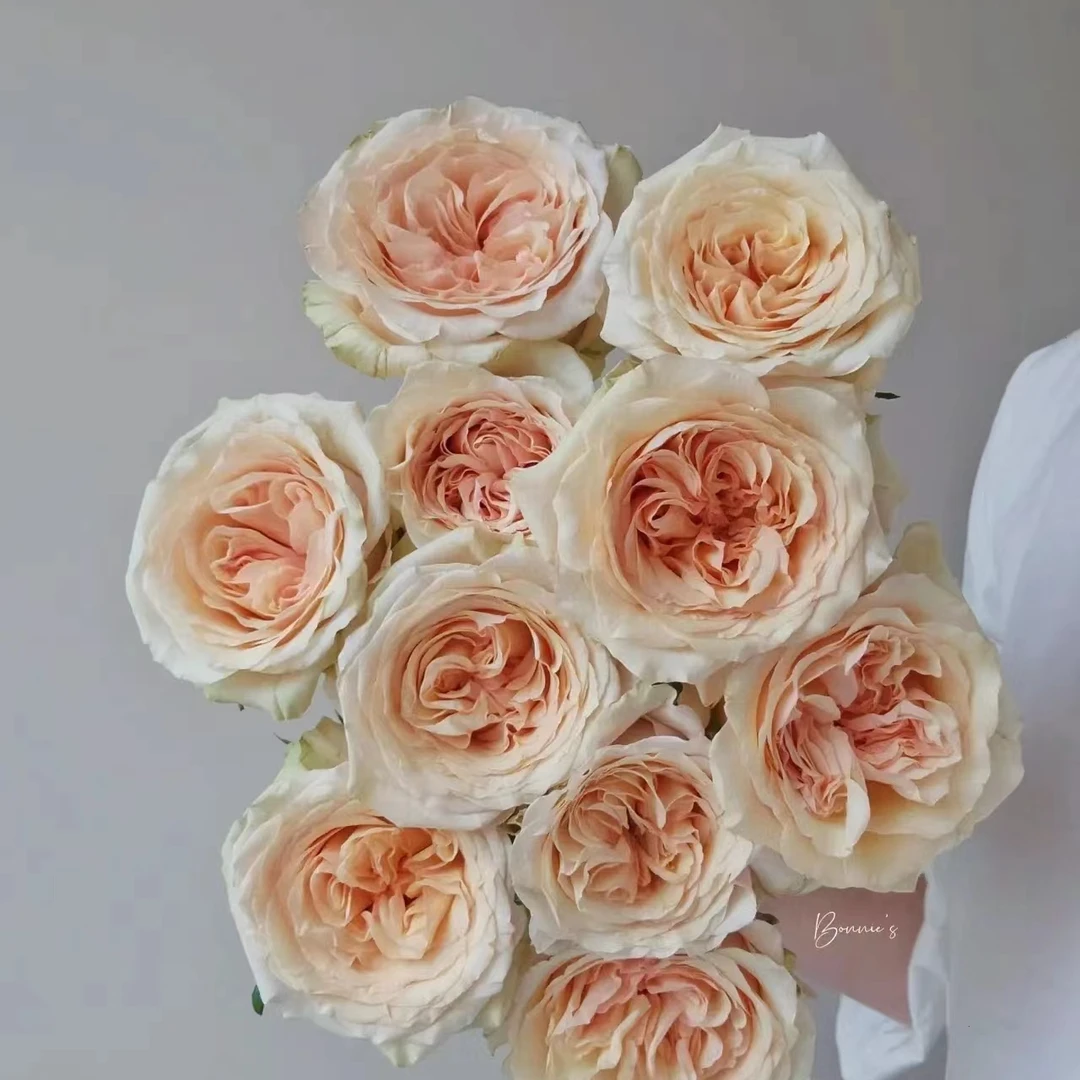 （任意两单包邮）拾季玫瑰20枝