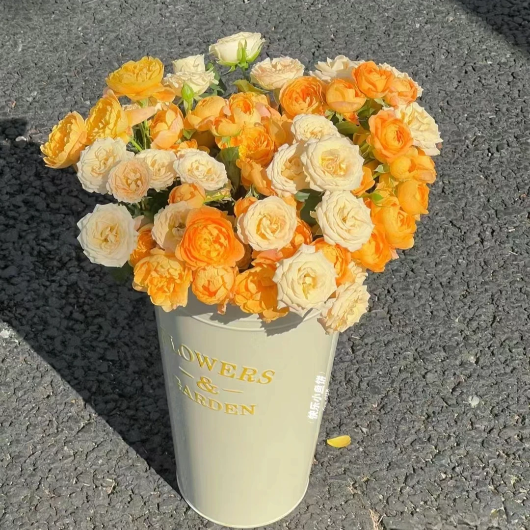 （两单单顺丰包邮）云南玫瑰鲜花基地直发