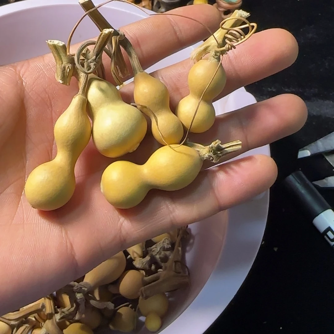 【闪购商品】天然葫芦李*@