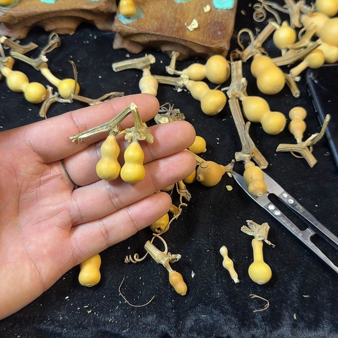 【闪购商品】天然葫芦钢****）