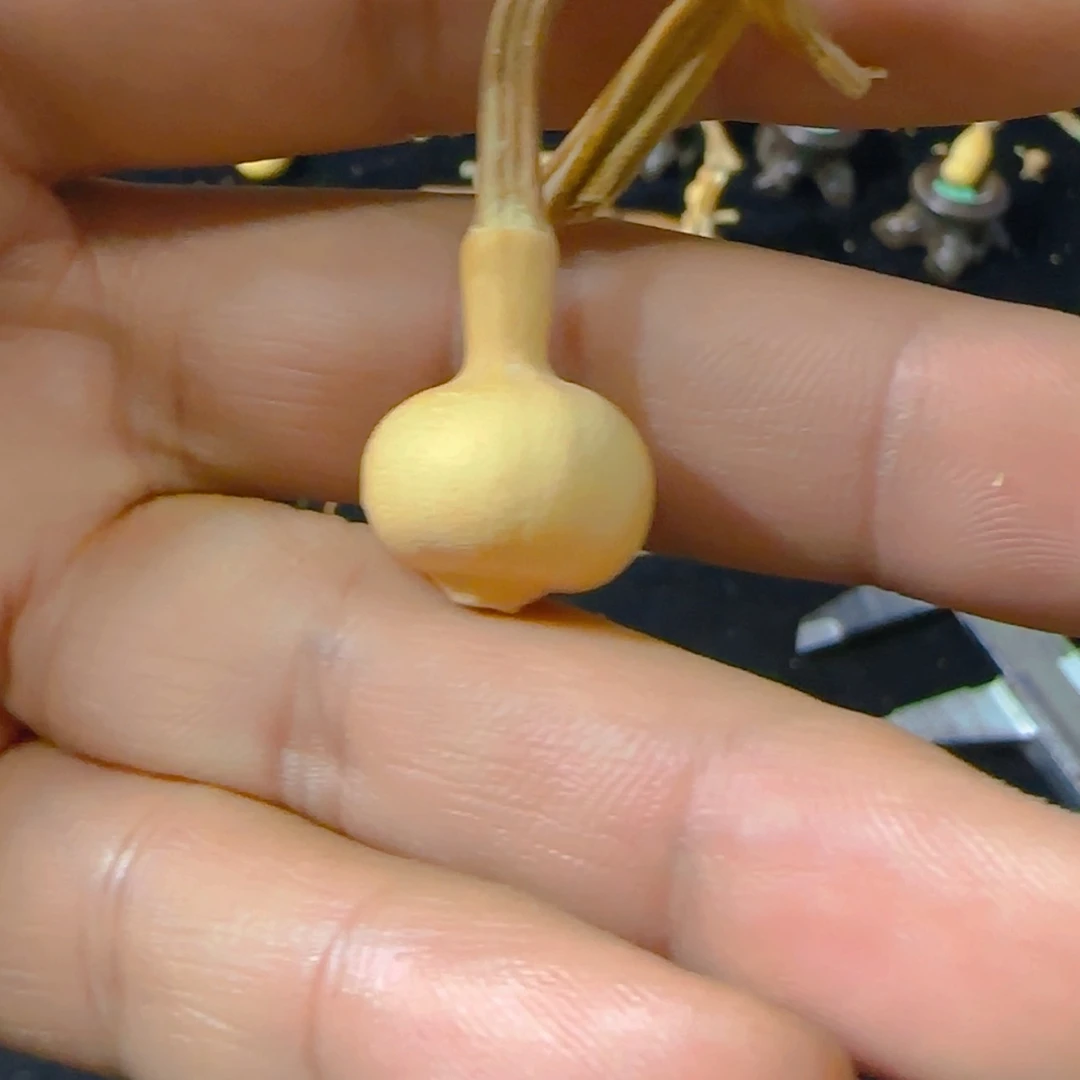 【闪购商品】天然葫芦星*