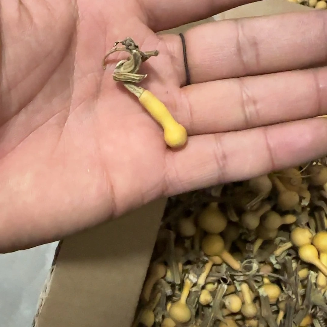 【闪购商品】天然葫芦开****1
