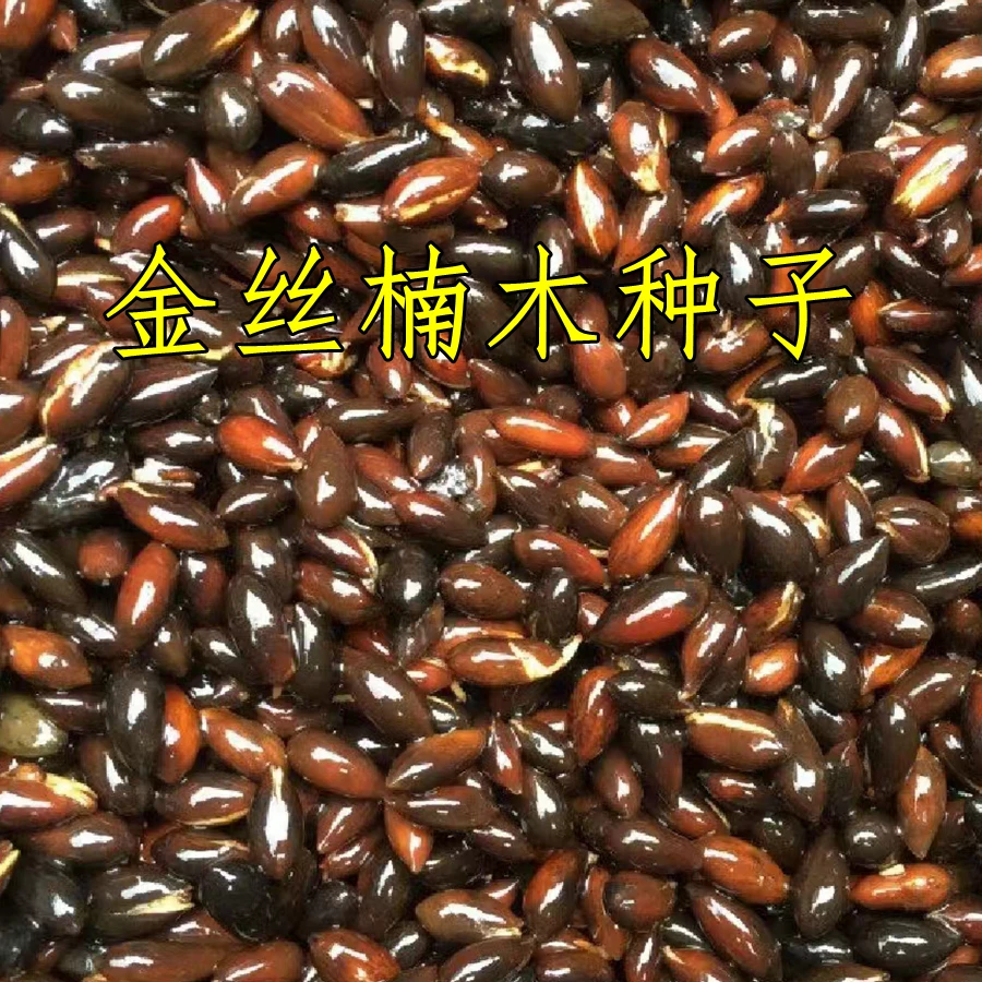 金丝楠木树苗种子 下单小叶桢楠种子 四川原产地新鲜采摘庭院植物
