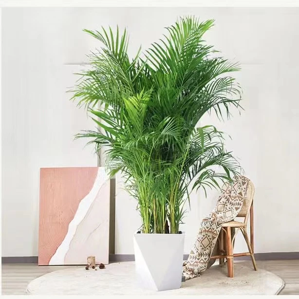 【小森林专属】散尾葵净化空气网红植物室内客厅凤尾竹绿植