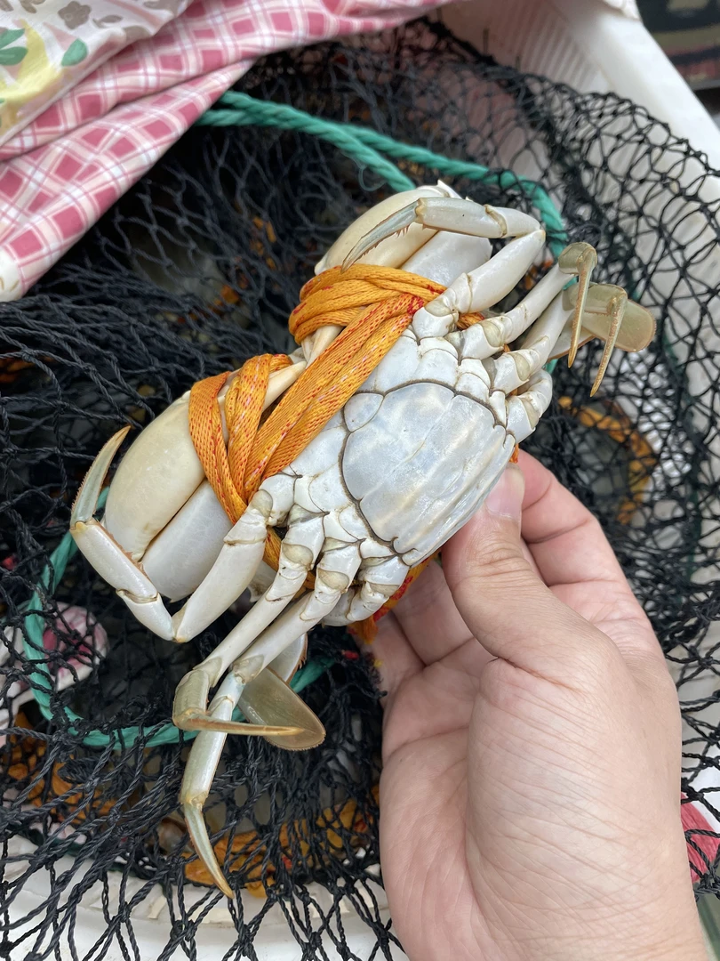 蟹必剥正宗三门青蟹小娘蟹本地处子蟹2斤装鲜活水产海蟹顺丰发货