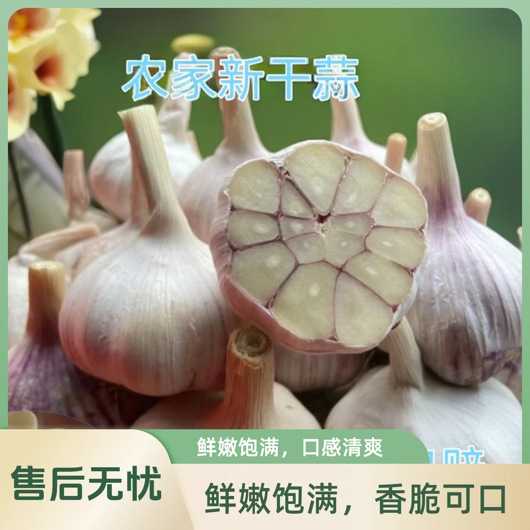 農家大蒜產地直發包郵包赔尝鲜非山东金乡紫皮新鲜调味蒜香味辛辣