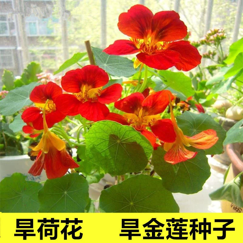 多年生的旱金莲也叫旱荷花四季易种