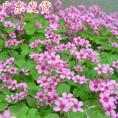 长期开花 红花三叶草 三叶酢浆草 幸运草 红花炸酱草 红三叶种子