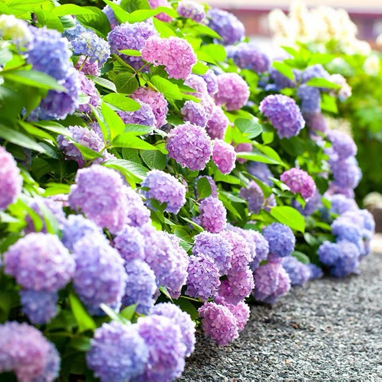 混色梦幻绣球花种子糖果花种庭院阳台盆栽四季开花室外花种孑