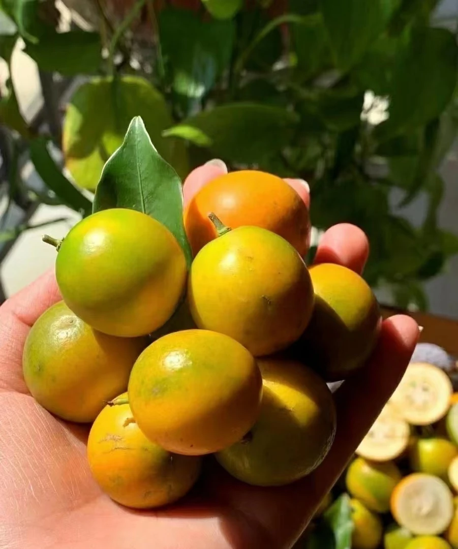 香妃柚400g 小糖豆 清新又清香