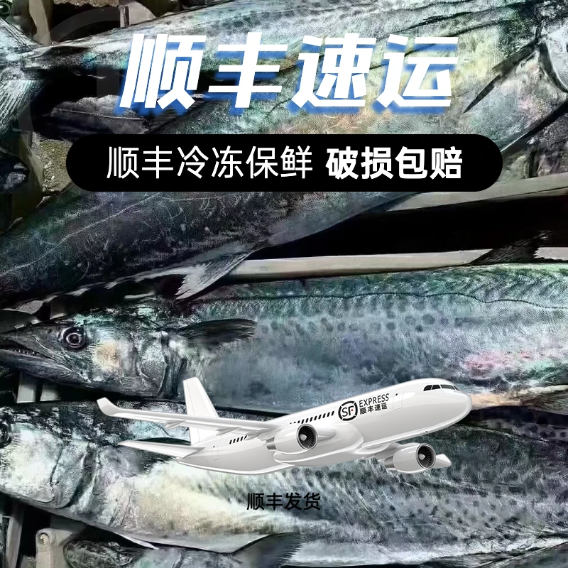 青岛原产地沙子口新鲜大鲅鱼礼盒顺丰冷链速冻发货